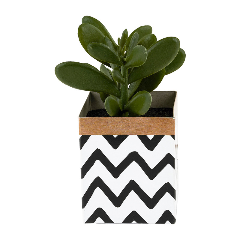 Vetplantje potje papier - diverse soorten - 10 cm