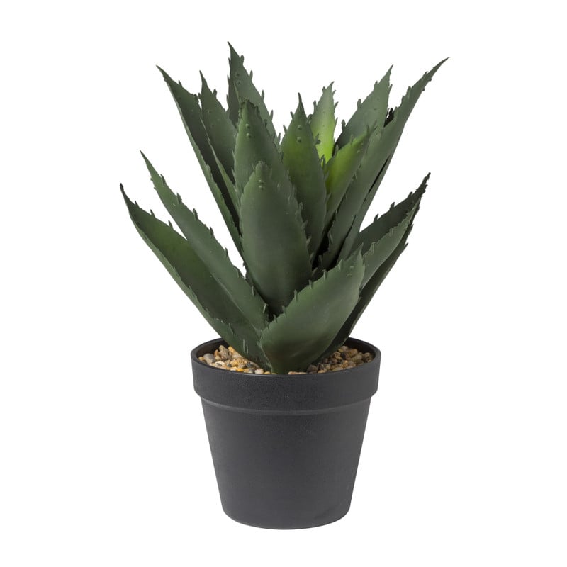 Aloe vera plant 28 cm