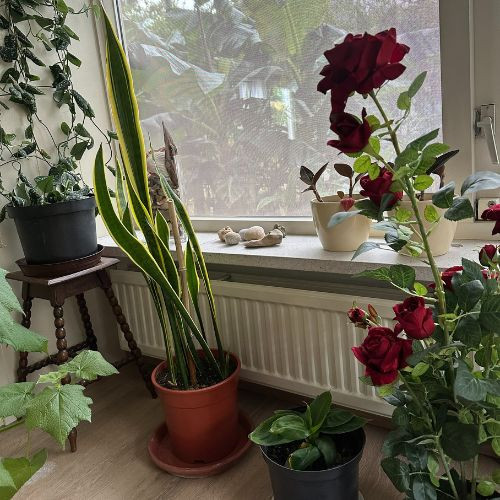 Kunstplant rode roos - 95 cm 