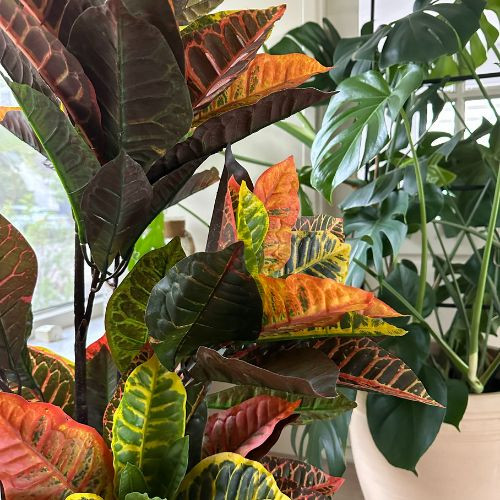 Kunstplant croton - 120 cm