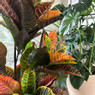 Kunstplant croton - 120 cm