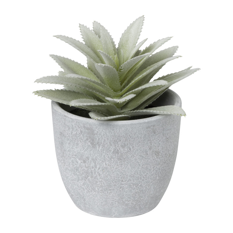 Vetplant in pot - ø12x17,5 cm - diverse varianten