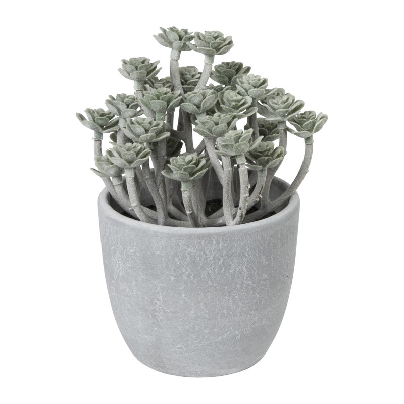 Vetplant in pot - ø12x17,5 cm - diverse varianten