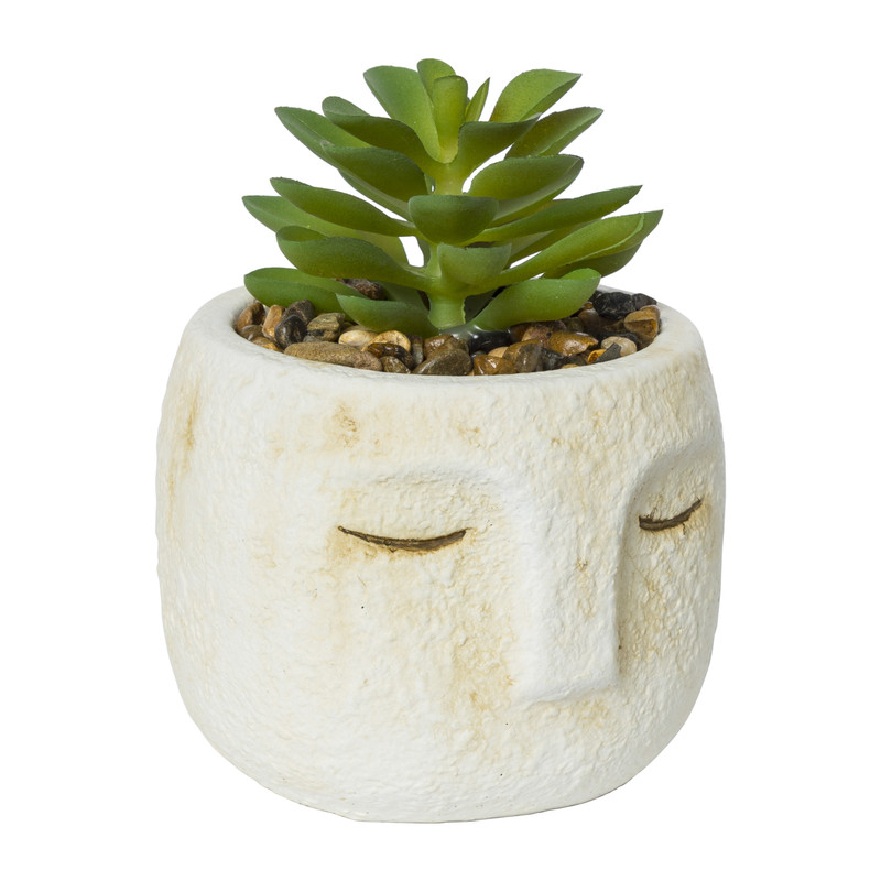 Vetplant mummie - diverse varianten -ø8.5x11 cm