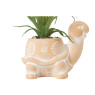 Plant in schildpad pot - 13.5x10.5x15 cm