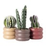 Cactus in pot bol - ø9x13.7 cm