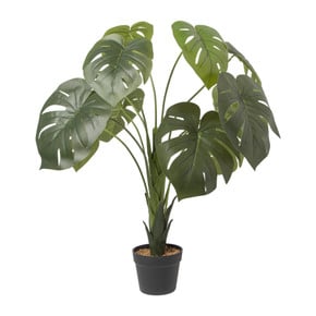philodendron majestic kaufen Philodendron 'Majestic' | Seltene Zimmerpflanzen online kaufen main image 1