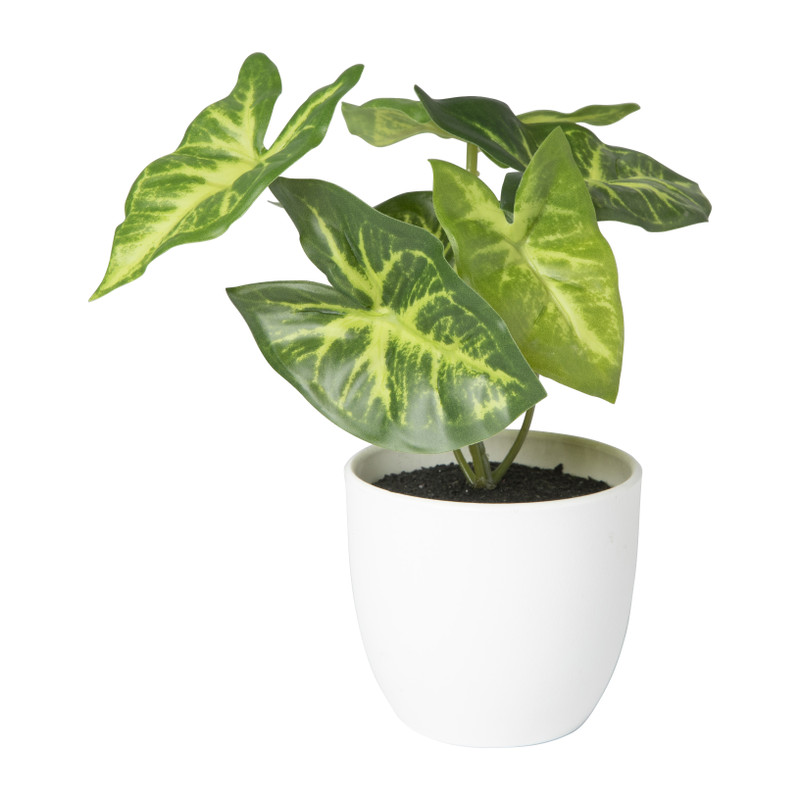 Kunstplant syngonium - 16 cm