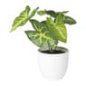 Kunstplant syngonium - 16 cm