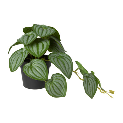 Kunstplant peperomia - 17 cm