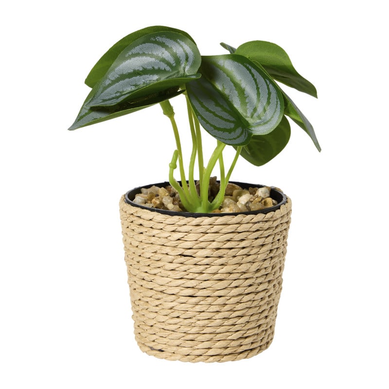 Plantje in jute pot - ø6.5x12 cm - diverse varianten