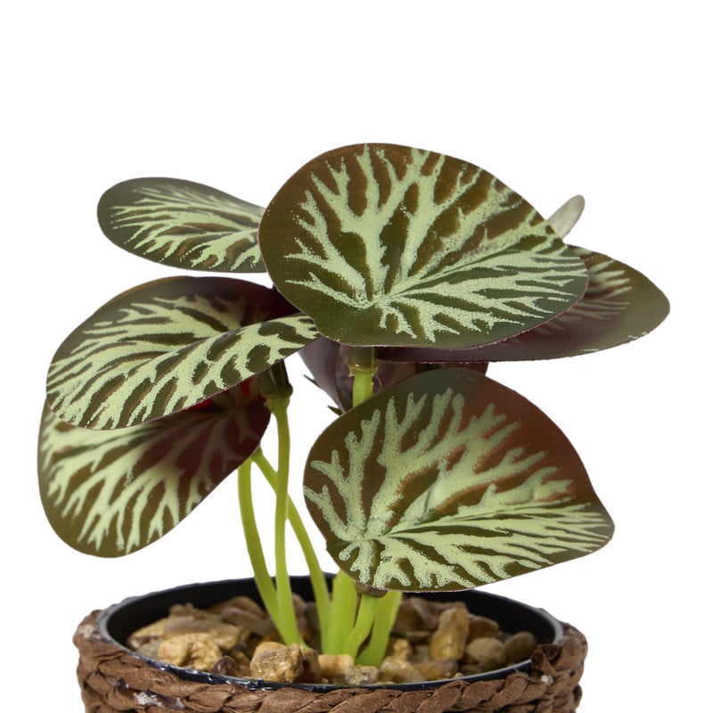 Plantje in jute pot - ø6.5x12 cm - diverse varianten