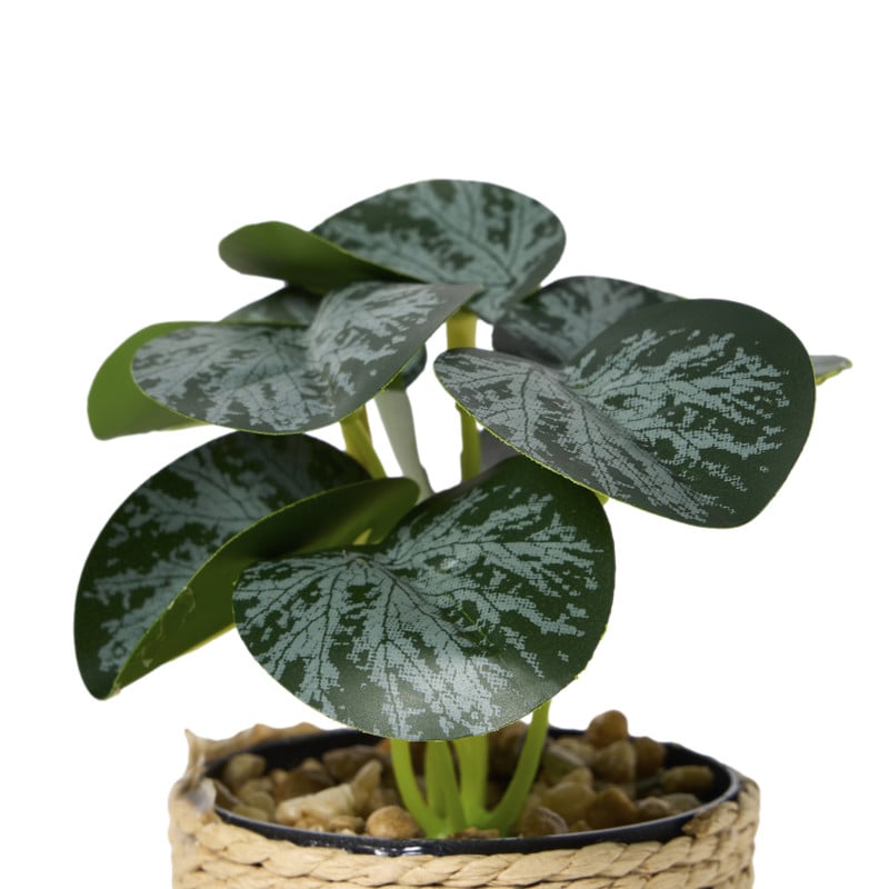 Plantje in jute pot - ø6.5x12 cm - diverse varianten