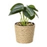 Plantje in jute pot - ø6.5x12 cm - diverse varianten