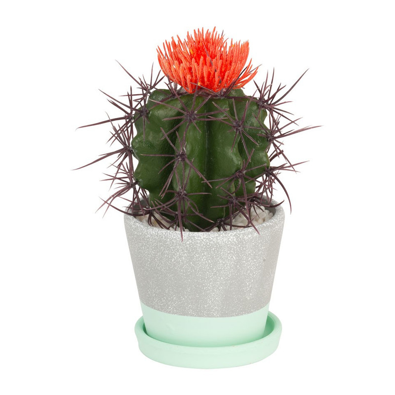 Cactus oranje bloem in cement pot – 20 cm |