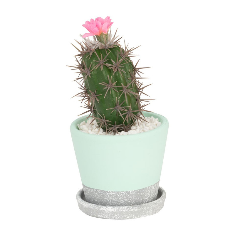 zelf visueel Neem de telefoon op Cactus roze bloem in cement pot – 20 cm | Xenos
