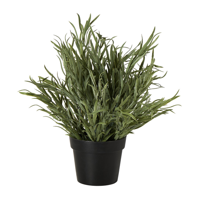 Lavendel plantje in pot - groen -  ø16x24 cm