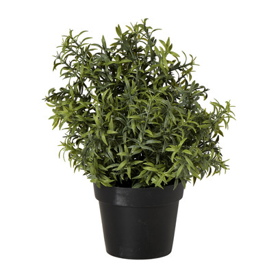 Rozemarijn plantje in pot - groen - ø25x25 cm