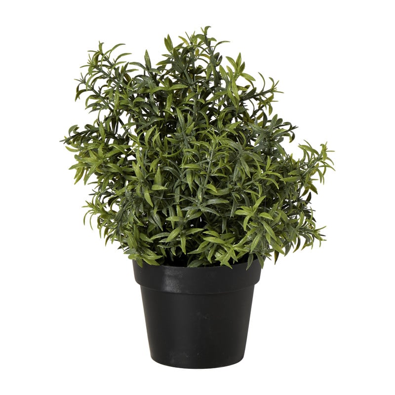 Rozemarijn plantje in pot - groen - ø25x25 cm