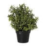 Rozemarijn plantje in pot - groen - ø25x25 cm