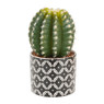 Cactus bol in keramieken pot – 22 cm