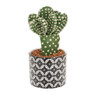 Cactus boom in keramieken pot – 25 cm