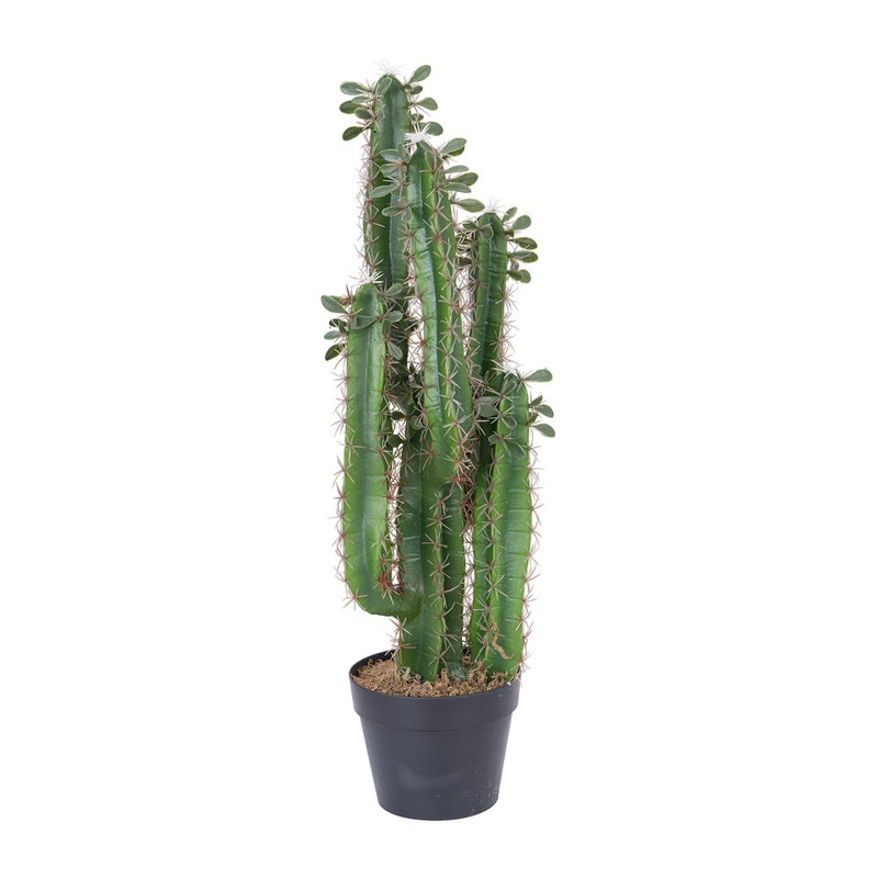 Cactus - cm Xenos
