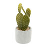 Cactus in pot – 10x25 cm