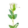 Roos wit - 56 cm