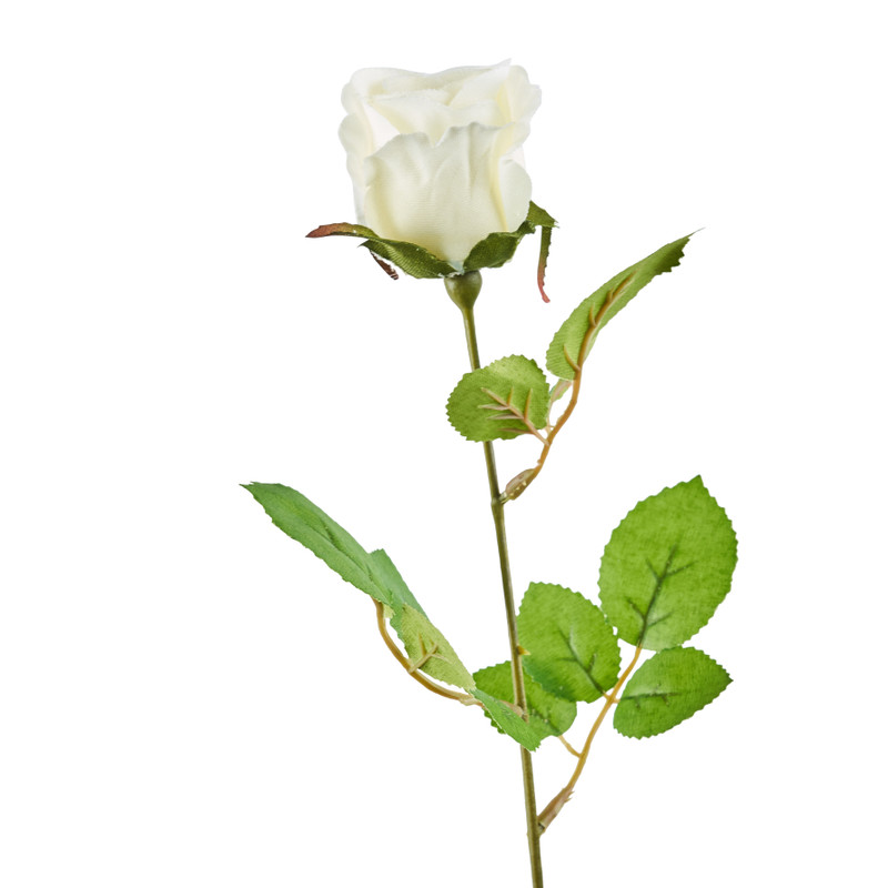 Mercedesroos - ivoor - 49 cm