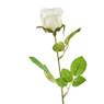 Mercedesroos - ivoor - 49 cm