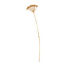 Allium - goudkleurig - 57 cm