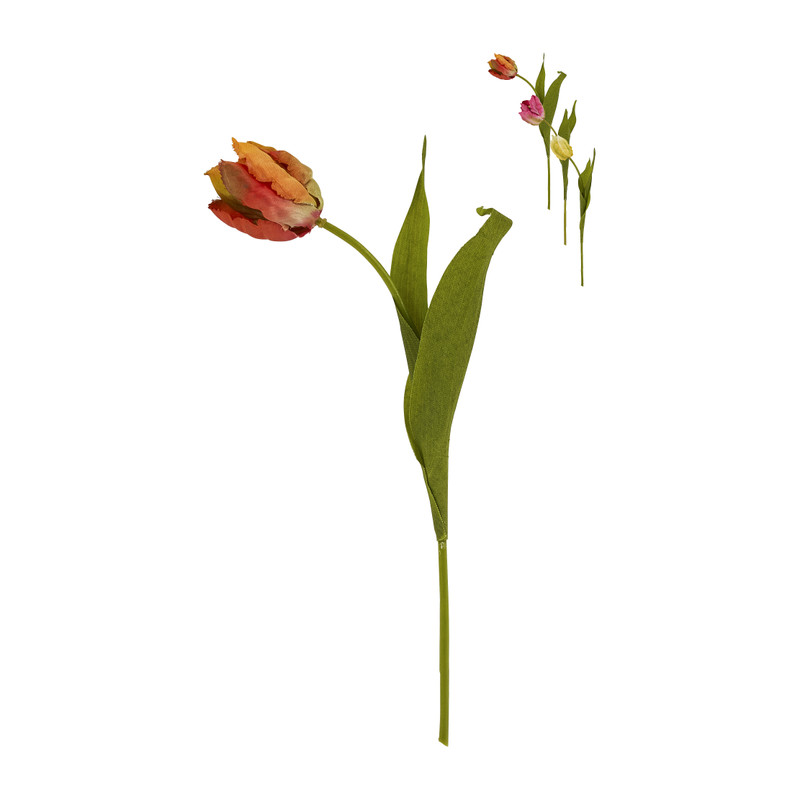 Tulp klein - verschillende soorten - 30 cm