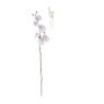 Orchidee - verschillende kleuren - 60 cm