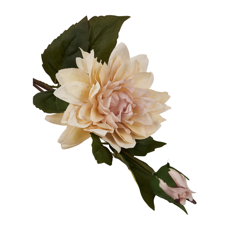 Grootbloemige dahlia - verschillende kleuren - 63 cm
