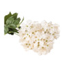 Hortensia - wit - 36 cm