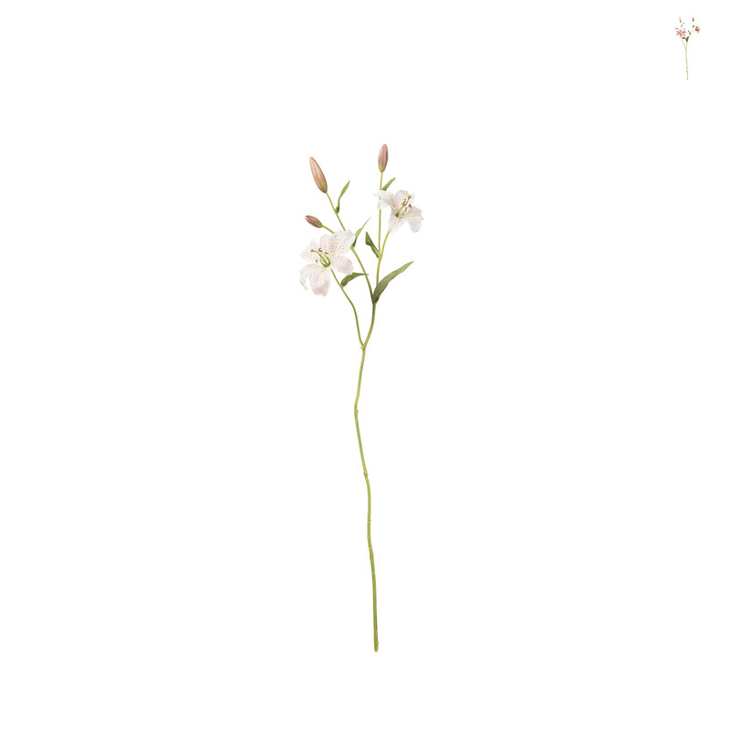 Tijgerlelie - roze/wit - 70 cm 