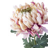Bolchrysant - roze