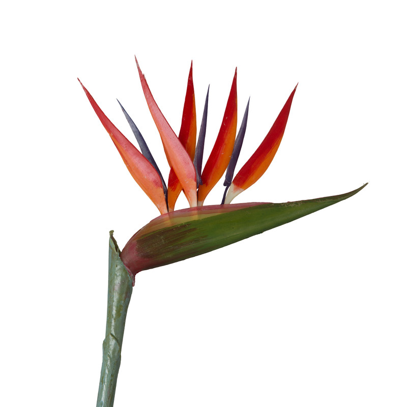 Bird of paradise - 70 cm
