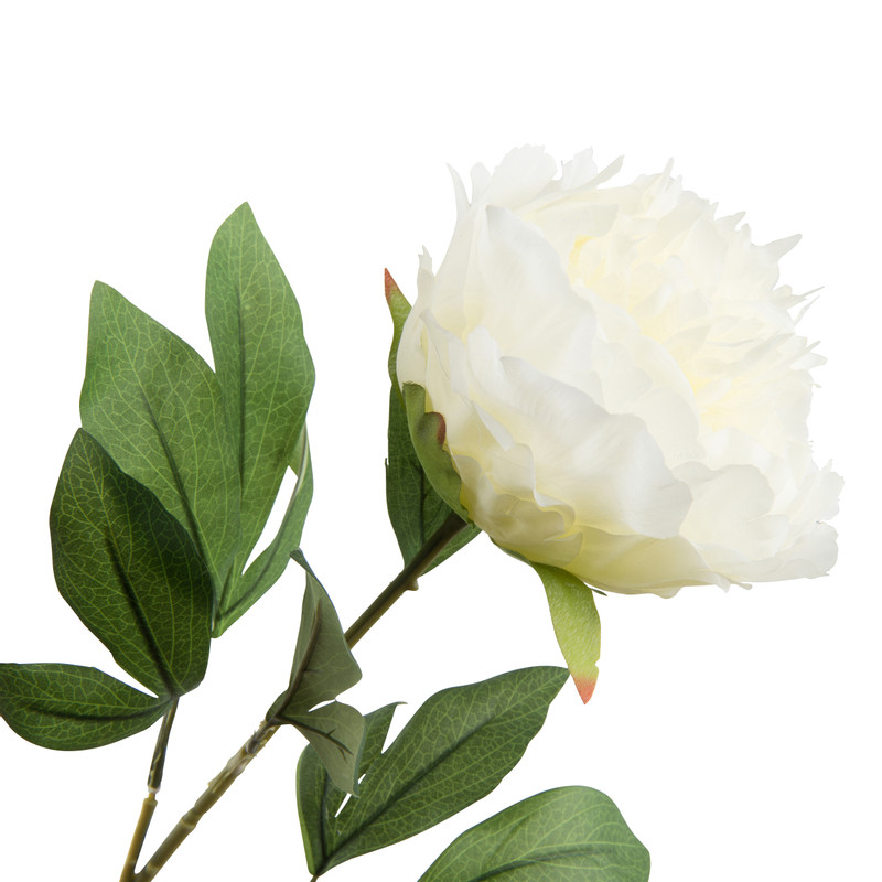 Pioenroos - ivoorkleur - 80 cm