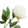 Pioenroos - ivoorkleur - 80 cm