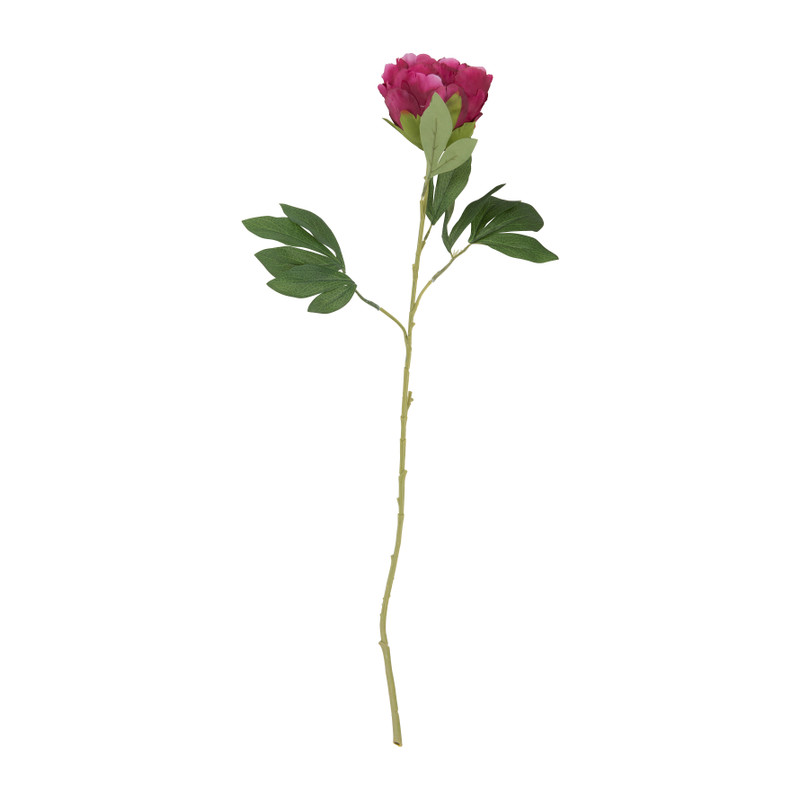 Pioenroos bordeaux - 80 cm