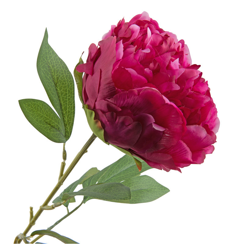 Pioenroos bordeaux - 80 cm