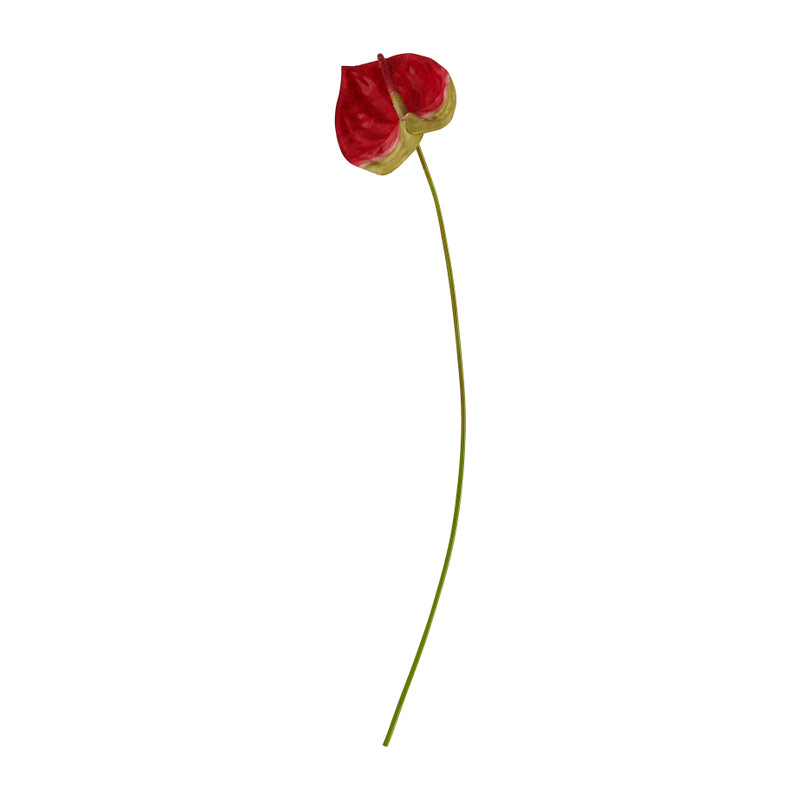 Anthurium tak - 60 cm