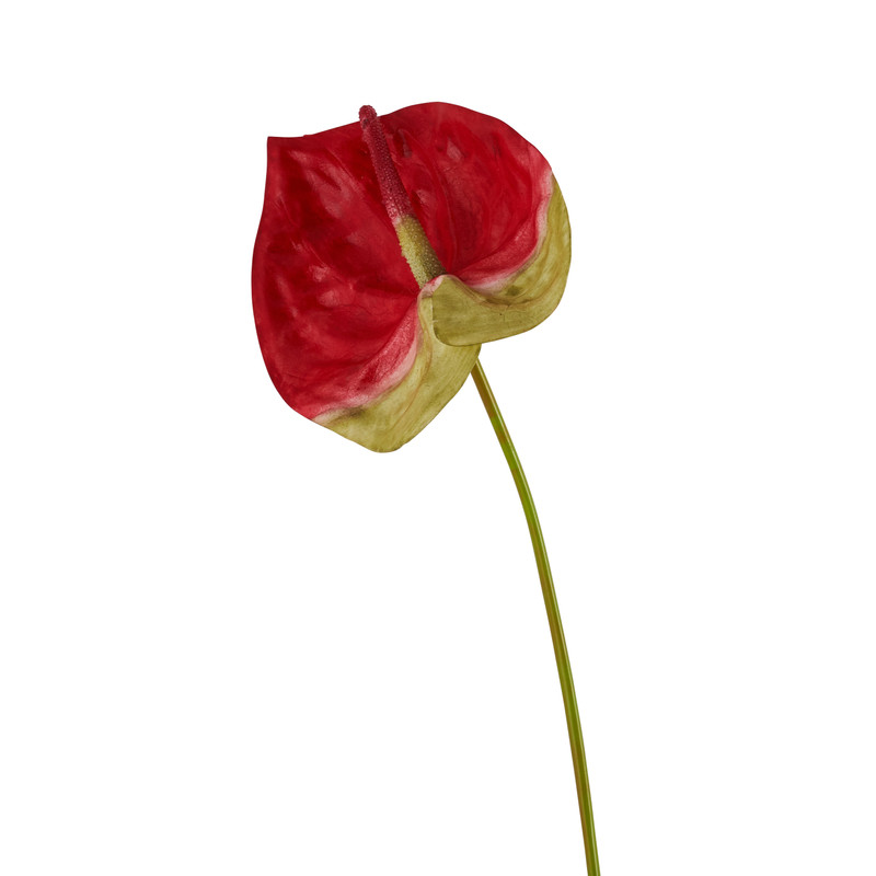 Anthurium tak - 60 cm