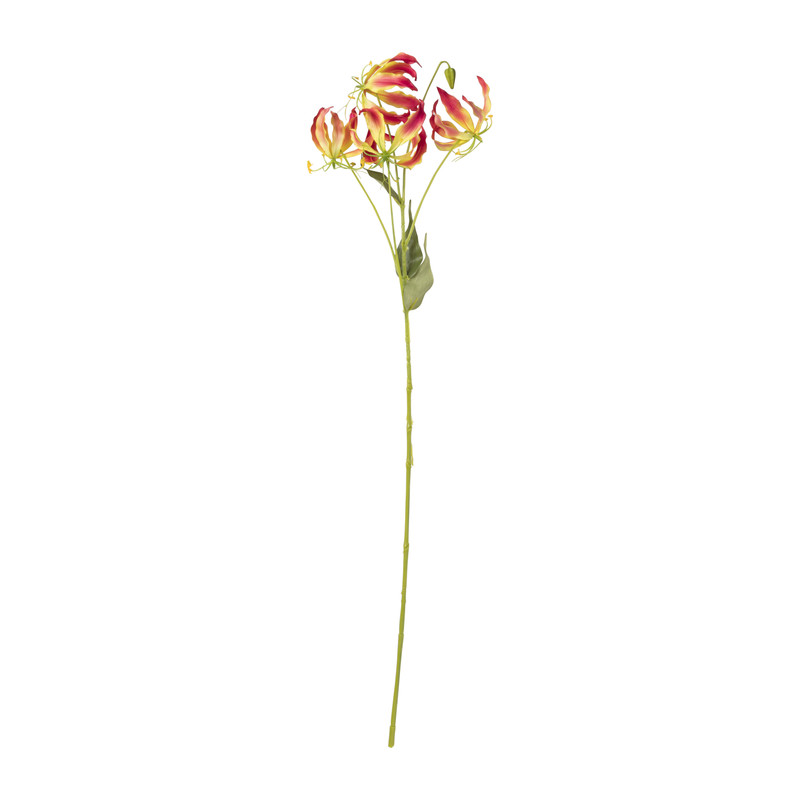 Gloriosa - 86 cm - diverse varianten