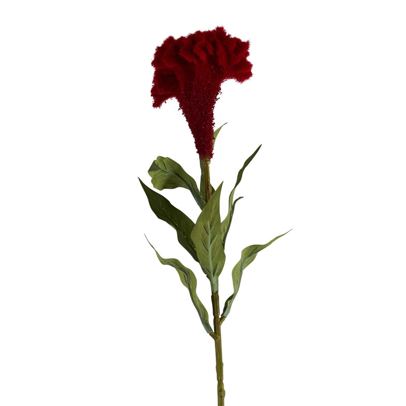 Celosia bloem - 67 cm