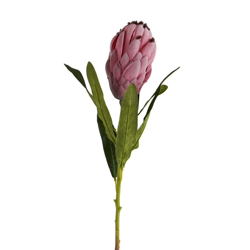 Protea bloem - 77 cm