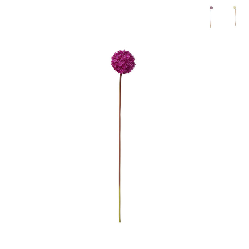 Allium - diverse kleuren - 79 cm