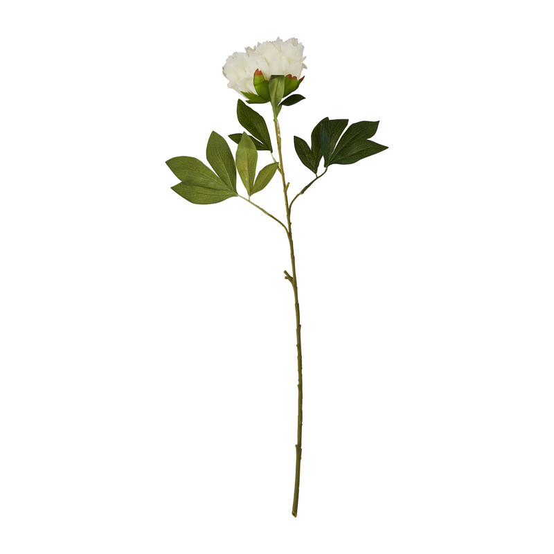 Pioenroos - wit - 80 cm